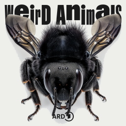 Weird Animals Folge 8 Blauschwarze Holzbiene