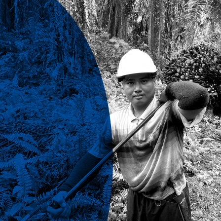 Das Beitragsbild des ARD Radiofeature "Auf der Ölspur - Doku über die nachhaltige Produktion von Palmöl" zeigt die Palmöl Produktion in Malaysia.