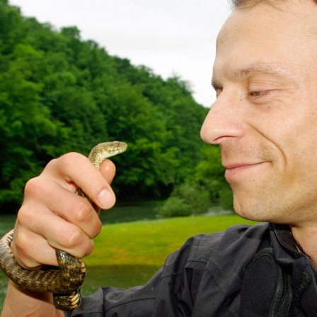 Herpetologe (Reptilienforscher) Sebastian Lotzkat hält eine kleine Schlange auf Augenhöhe.