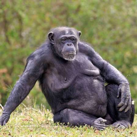 Ein Schimpansenweibchen sitzt auf einer Wiese.