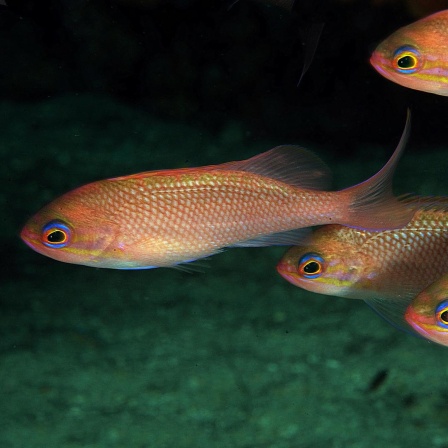 Vier Goldfische schwimmen im Meer in der Türkei.