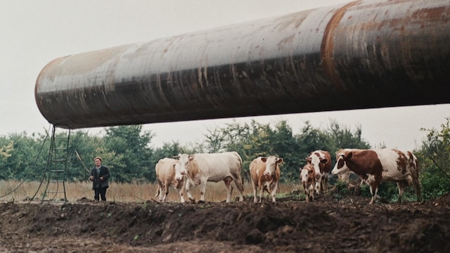 Ein großes Rohr ragt ins Bild, dahinter steht ein Bauer mit seinen Kühen.