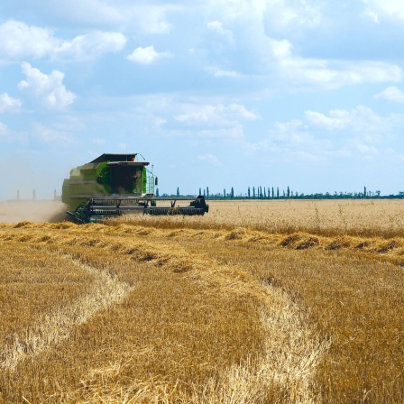 Erntezeit im Süden der Ukraine: Die Ukraine wird auch &#034;Kornkammer Europas&#034; genannt. Grund sind die guten Böden.