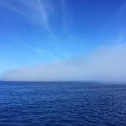 An der Küste von Dunedin, über dem Meer hat sich wegen der Windstille tagsüber eine Nebelbank gebildet © picture alliance / blickwinkel/AGAMI/M. Guyt  
