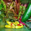 Die Biogemüse-Kiste einer solidarischen Landwirtschaft ist mit diversen Gemüsesorten gefüllt