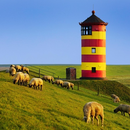 Pilsumer Leuchtturm mit Deich und Schafen in Ostfriesland, Niedersachsen.