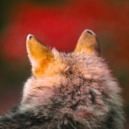 Wolf von hinten
