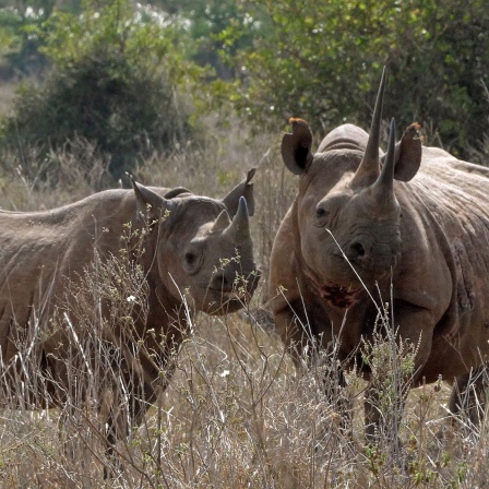 Spitzmaulnashörner in Kenia