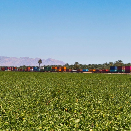 Paprikaanbau auf einer riesigen Farm im Coachella Valley in Kalifornien. Im Hintergrund fährt ein Zug mit endlosen Wagen vorbei.