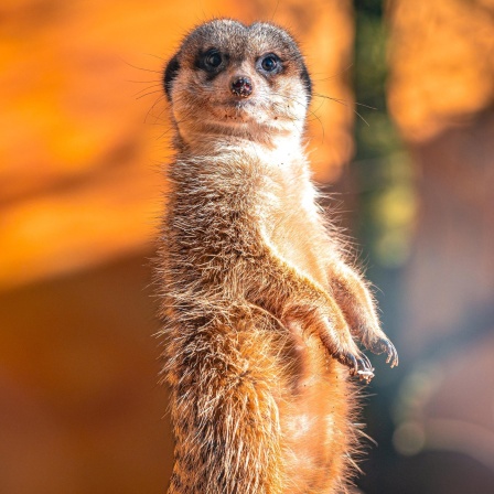 Ein einzelnes, stehendes Erdmännchen, das in die Kamera blickt 