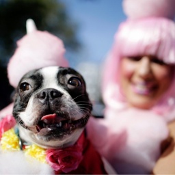 Ein Hund auf dem Arm seiner Besitzerin in einem aufeinander abgestimmten, rosa Kostüm.