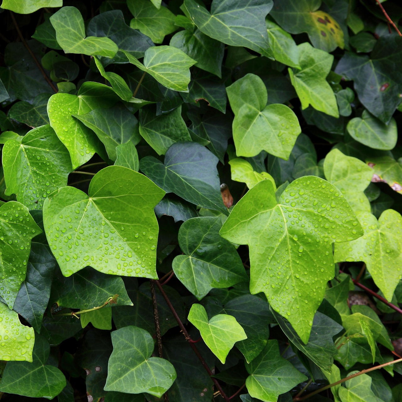 fargesia yunnanensis Clumping Bamboo Seeds main image 0