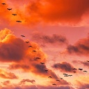 Zugvögel fliegen in den Sonnenuntergang