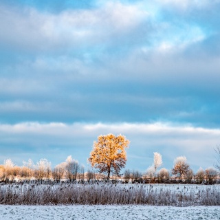 Ein sonnenbeschienener Baum in einer Winterlandschaft