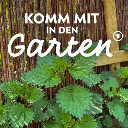 Brennnesseln