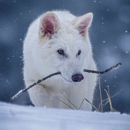 Schattenwolf