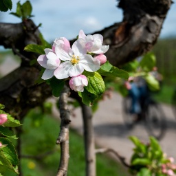  Ein Apfelbaum blüht im Alten Land, dahinter Radfahrer