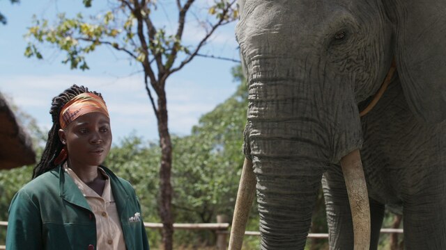 Eine Frau steht neben einem afrikanischen Elefanten