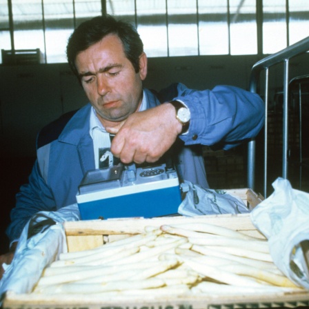 Am 11.5.1986 wird in der Großmarkthalle in Bruchsaal Spargel auf Belastung mit Radioaktivität überprüft. Nach dem Reaktorunfall in Tschernobyl waren viele Gemüsesorten radioaktiv belastet.