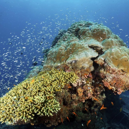 Ein Korallenblock mit Fischschwarm vor der Küste Australiens