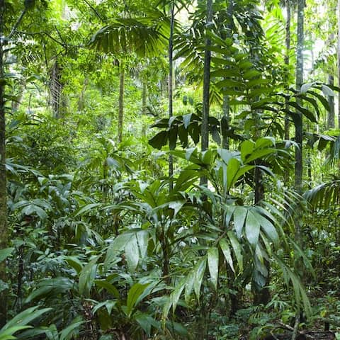 Regenwald in Amazonien