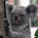 Koala Mandie auf ihrem Freisitz im Zoo Leipzig