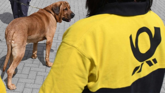 Morgenmagazin - Moma-reporter: Hundetraining Für Postboten