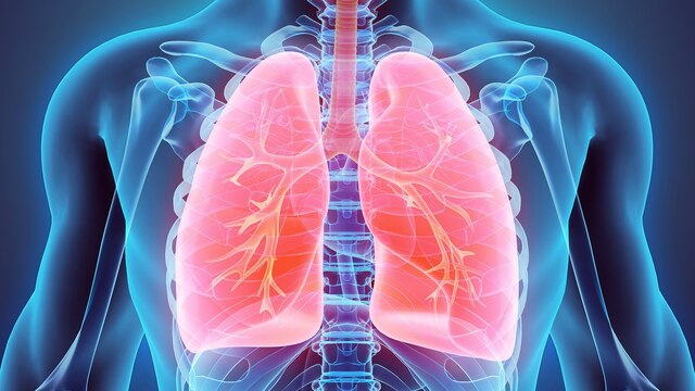 Eine schematische Illustration eines Oberkörpers in dem die Lunge hervorgehoben wird.