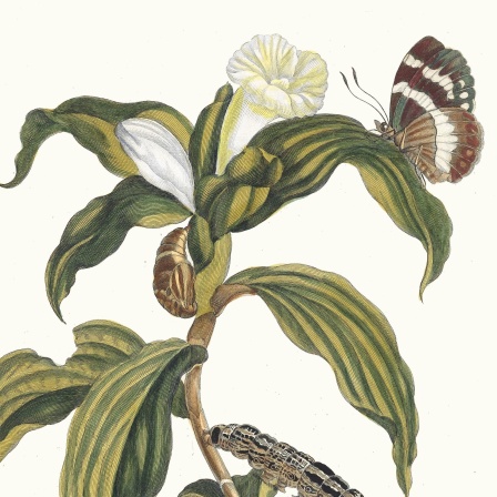 Illustration eines Schmetterlings an einer Pflanze