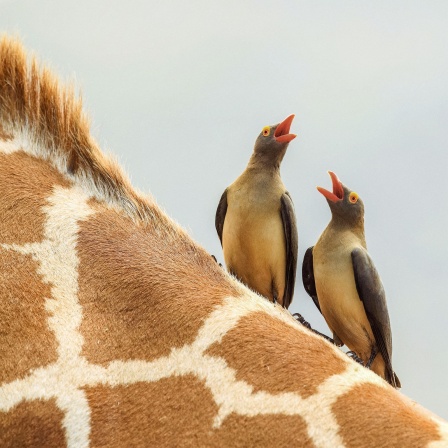 Zwei graue-braune Vögel mit roten Schnäbeln und orangefarbenen Ringen um ihre Augen sitzen auf dem Rücken einer Giraffe.