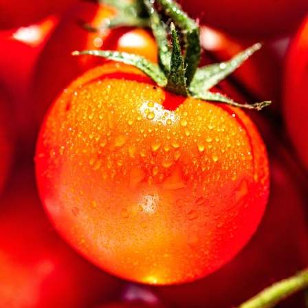 Tomate, Paradeiser, Pomodoro - Auf Siegeszug durch Europa