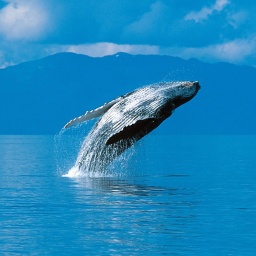 Wale - Faszinierende Wanderer der Ozeane