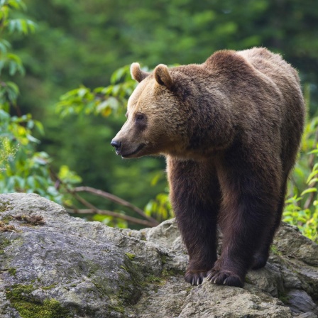 Bären und Wölfe - Wieviel Wildnis wollen wir?