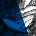 Das ARD Radiofeature Beitragsbild "Fische zu Fischfutter" zeigt Fische im Netz einer Lachszucht