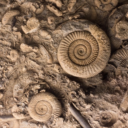 Fossilien, die stummen Zeitzeugen - Alles Natur!