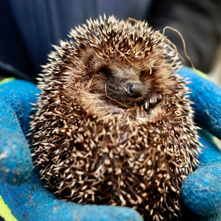 Igel