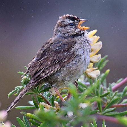 Vom Bettelruf zur Bravour-Arie - Warum Vögel singen