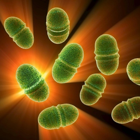 Bakterien der Art Enterococcus faecalis können freie Elektronen untereinander austauschen