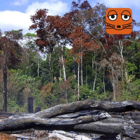 Brandrodung im Amazonas-Regenwald, Brasilien.