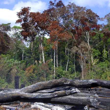 Brandrodung im Amazonas-Regenwald, Brasilien
