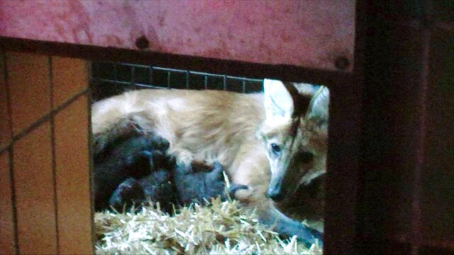 Eine Mähnenwölfin mit ihren Jungen auf einem Strohbett.
