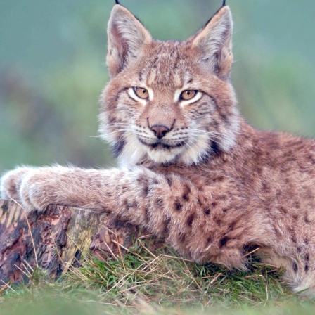 Die Tierdocs: Luchs kopiert alles