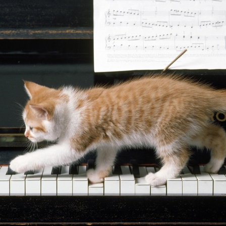 Katzenmusik zum Weltkatzentag