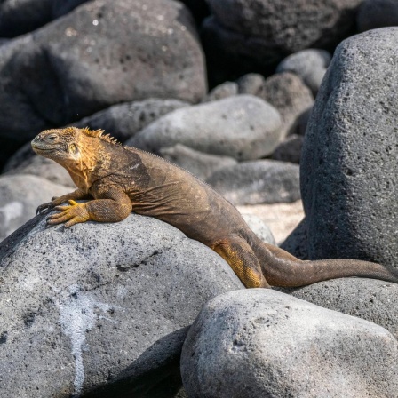 Ein erwachsener Galapagos-Landleguan (Conolophus subcristatus) sonnt sich auf einem Stein auf einer Galapagos-Insel. Die Galapagos-Inseln sind UNESCO-Weltkulturerbe. 