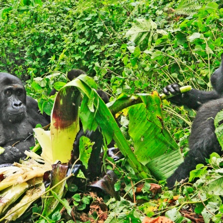 Gorilla