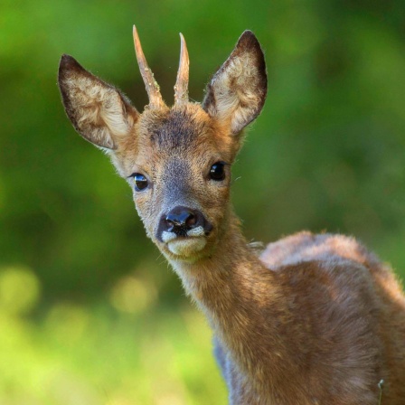 Die Tierdocs: Reh im Theater