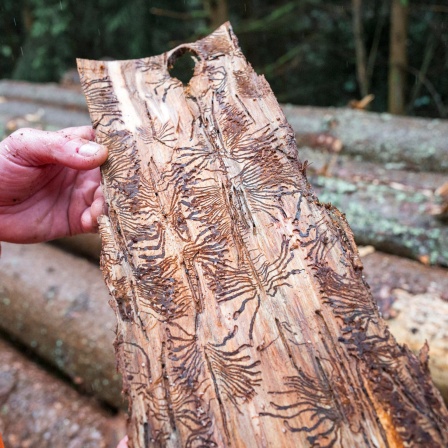 Borkenkäfer-Spuren in einem Stück Holz.