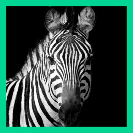 Kann man Zebras scannen?