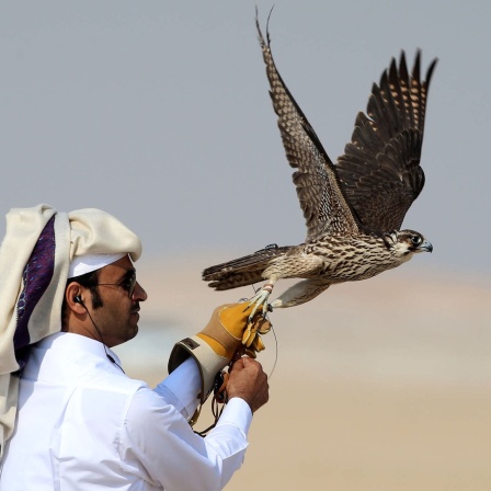 Falkenjagd in Katar Achivfoto