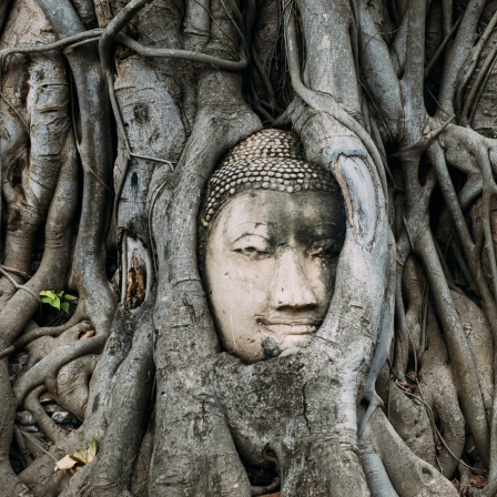 Der Kopf eine Buddhastatue eingewachsen zwischen Wurzeln eines Baumes in Ayutthaya, Thailand